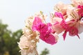 Purple White Bougainvillea Flower