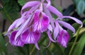 Purple and white Brassavola orchids hybrid at full bloom Royalty Free Stock Photo