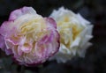 Purple and white camellia, japonica, in full bloom with black background Royalty Free Stock Photo