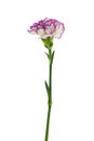 Purple and white carnation flower Royalty Free Stock Photo