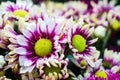 Purple and white chamomile daisies