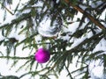 Purple and white Christmas balls on a street tree under the snow