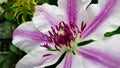 Purple and White Clematis - Nelly Moser