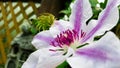 Purple and White Clematis - Nelly Moser Royalty Free Stock Photo