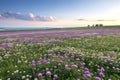 Purple and white clover field Royalty Free Stock Photo