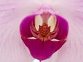 Purple and White color with cuty pollen of Orchid Flowers