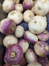 Purple and white colored healthy looking fresh turnips