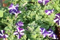 Purple white colors petunia flowers blooming under daylight. beautiful floral background with green leaves. Royalty Free Stock Photo