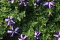 Purple white colors petunia flowers blooming under daylight. beautiful floral background with green leaves. Royalty Free Stock Photo