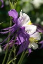 Purple and White Columbine Close-up