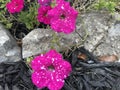 Purple and white constellation petunia flowers. Royalty Free Stock Photo