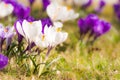 Purple and white corcus flowers in the grass Royalty Free Stock Photo