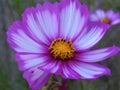 Purple and White Cosmo Flower
