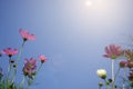 Purple and white cosmos flower garden with blue sky background Royalty Free Stock Photo