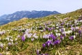 Purple and white Crocus alpine flowers blooming on spring on Alps Royalty Free Stock Photo