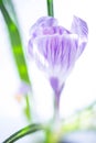 Purple white crocus flower close-up open bud Royalty Free Stock Photo