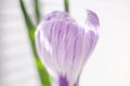 Purple white crocus flower closeup bud, side view. Royalty Free Stock Photo