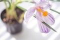 Purple white crocus flower closeup open bud in a pot Royalty Free Stock Photo
