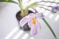 Purple white crocus flower closeup in a pot on the sunny windowsill Royalty Free Stock Photo