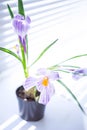 Purple white crocus flower closeup in a vase on the windowsill Royalty Free Stock Photo