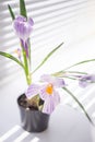 Purple white crocus flower closeup in a vase on the windowsill Royalty Free Stock Photo