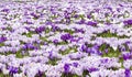 Purple white crocus Royalty Free Stock Photo