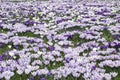 Purple white crocus Royalty Free Stock Photo