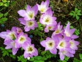 Purple white Crocus flowers in autumn garden. Royalty Free Stock Photo