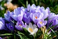 Purple and white crocus flowers Royalty Free Stock Photo