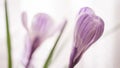 Purple white crocus flowers closeup closed buds Royalty Free Stock Photo