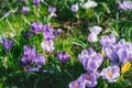 Purple and white crocus flowers in green grass, awakening in spring green grass in a sunny day. Blooming springtime Royalty Free Stock Photo