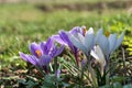 Purple and white crocus flowers growing in the garden Royalty Free Stock Photo