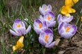 Purple/white crocus flowers Royalty Free Stock Photo