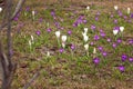 Purple and white crocus vernus flowers meadow Royalty Free Stock Photo