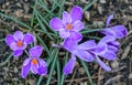 Purple and white crocuses in bloom Royalty Free Stock Photo