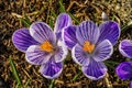 Purple White Crocuses Blossom Blooming Macro Washington Royalty Free Stock Photo