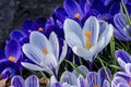 Purple White Crocuses Blossom Blooming Macro Washington Royalty Free Stock Photo