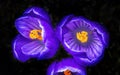 Purple White Crocuses Blossom Blooming Macro Washington Royalty Free Stock Photo