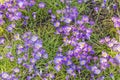 Purple White Crocuses Blossom Blooming Macro Washington Royalty Free Stock Photo