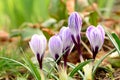 Purple and white crocuses Royalty Free Stock Photo