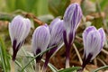 Purple and white crocuses Royalty Free Stock Photo