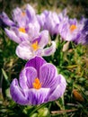 Purple white crocuses Royalty Free Stock Photo