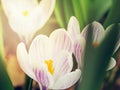 Purple-white crocuses in spring. Beautiful irises in the morning sun Royalty Free Stock Photo