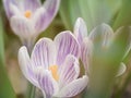 Purple-white crocuses in spring. Beautiful irises in the morning sun. Royalty Free Stock Photo