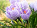 Purple and white crocuses under early spring sunlight Royalty Free Stock Photo