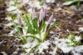 Purple white crocuses under snow Royalty Free Stock Photo