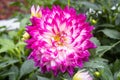 Purple White Dahlia Flower in Garden on Center Frame