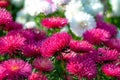 Purple and white Daisies Aster in early Autumn