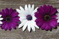 Purple and white daisies on wood