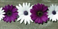 Purple and white daisies on wood Royalty Free Stock Photo